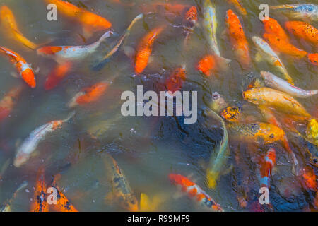 Dans Koi étang (poisson koi) Banque D'Images