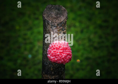 Close up sur les œufs d'escargot Apple canalisée (Pomacea Canaliculata). Banque D'Images