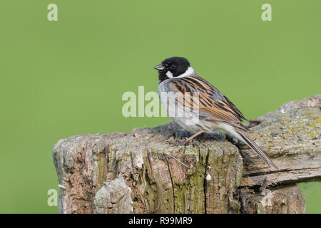 Rohrammer Maennchen Emberiza schoeniclus, homme, Roseau commun Bunting Banque D'Images