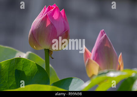 Close up of fleur de lotus au soleil ! Banque D'Images