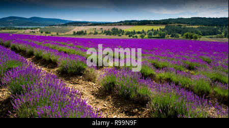 Champ de lavande près de Sault en Provence en France Banque D'Images