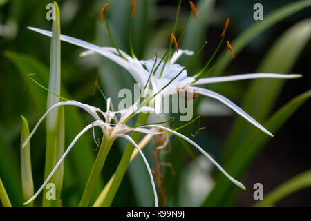 Close up of Spider Lily plantes en jardin ! Banque D'Images