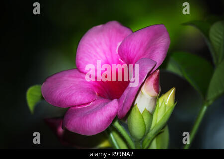 Close up de l'Allamanda cathartica flower in garden Banque D'Images