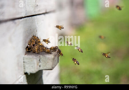 Les abeilles à l'atterrissage à la ruche avec du pollen sur les pattes Banque D'Images