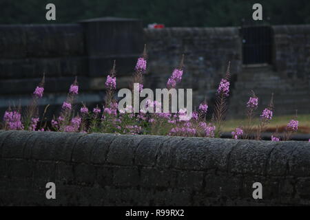 Le gant de renard fleurit sur un mur de briques près de la piste Longdendale, Manchester Banque D'Images