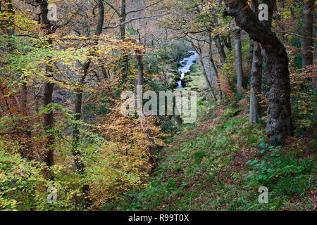 La SRCFA à partir de ci-dessus, la couleur en automne à Bolton Abbey, North Yokshire Dales Banque D'Images