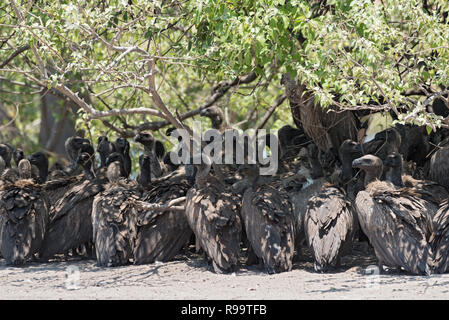 Les vautours à dos blanc à l'ombre d'un buisson, Botswana Banque D'Images