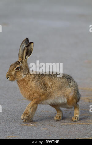 Lièvre européen ou Brown Hare, Lepus europaeus, UK Banque D'Images