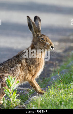 Lièvre européen ou Brown Hare, Lepus europaeus, UK Banque D'Images