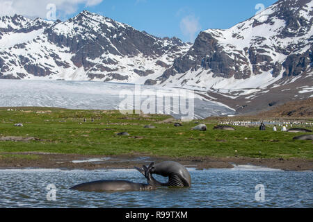 La Géorgie du Sud, Saint Andrews Bay, Allardyce montagnes. Accueil à la plus grande colonie de pingouins roi en Géorgie du Sud. Les jeunes éléphants de faire "yoga" avec lit king Banque D'Images