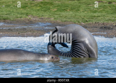 La Géorgie du Sud, Saint Andrews Bay, Allardyce montagnes. Accueil à la plus grande colonie de pingouins roi en Géorgie du Sud. Les jeunes éléphants de faire "yoga" Banque D'Images