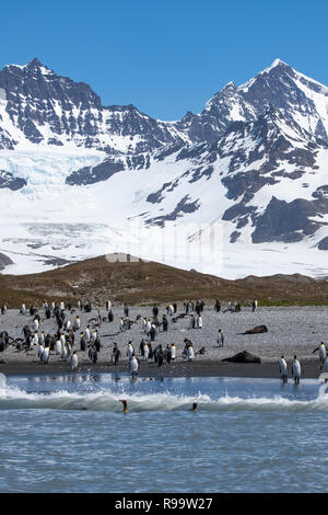 La Géorgie du Sud, Saint Andrews Bay. Accueil de la plus grande colonie de pingouins roi en Géorgie du Sud. La forte densité de population du littoral rempli de king penguin Banque D'Images