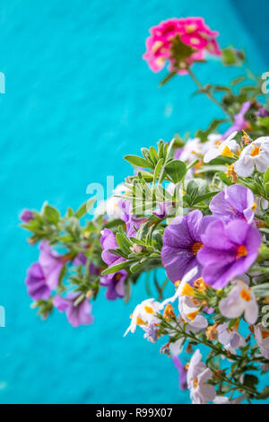 Fleurs Purple calibrachoa et feuillage vert sur un fond de mur en stuc texturé bleu vif Banque D'Images