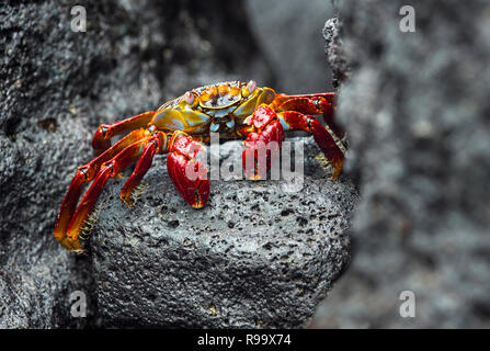 Sally Lightfoot Crab (Grapsus grapsus), Marsh (famille des crabes Grapsidae), l'île de Floreana, Galapagos, Equateur