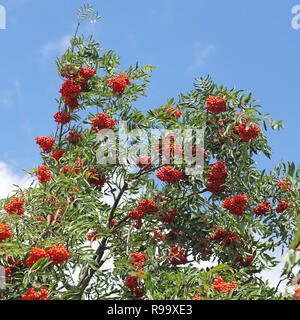 Les branches avec des baies de Rowan mûrs Banque D'Images