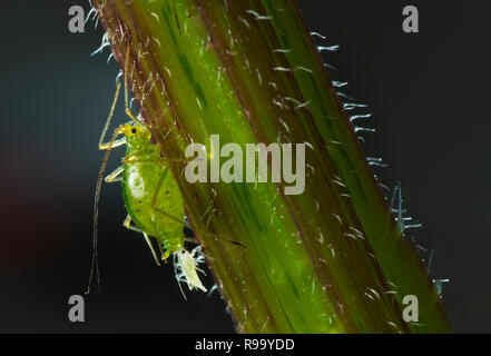 Ortie Microlophium carnosum puceron commun donnant naissance Banque D'Images