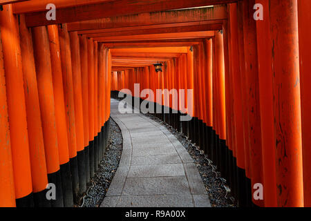 Beau tunnel de torii portes dans le sanctuaire Fushimi Inari de Kyoto, Japon Banque D'Images