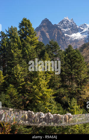 Caravane de yaks traversant pont suspendu de l'Himalaya. Camp de base de l'Everest trek au Népal Banque D'Images