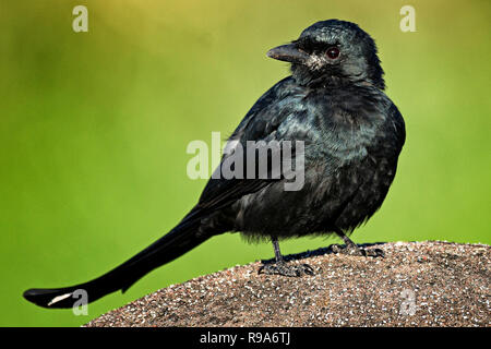 Black Drongo Oiseau Banque D'Images