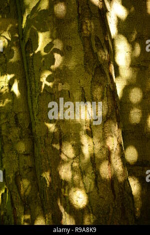 L'écorce d'un vieil arbre avec taches à d'atteindre de derrière les feuilles qui d'ombres Banque D'Images