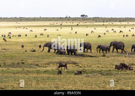 Savannah avec grands et petits herbivores. Les éléphants et des gnous dans la savane. Le Masai Mara, Kenya Banque D'Images