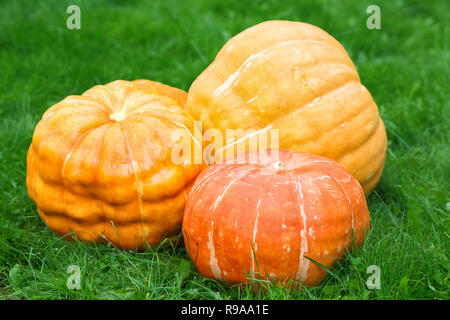 Trois citrouilles orange se coucher sur l'herbe verte Banque D'Images