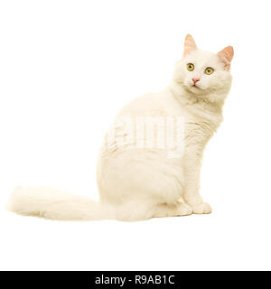 Beau chat Angora Turc blanc de blanc isolé Banque D'Images