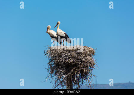 Couple de cigognes dans un grand nid fait de branches sur un poteau d'électricité en Algarve, Portugal Banque D'Images