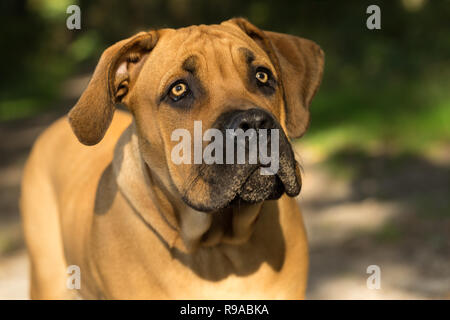 10 mois jeune boerboel ou sud-africain chiot Mastiff vu de face close up dans un paramètre forrest Banque D'Images