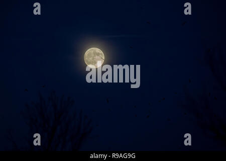 Cardiff, Wales, UK, 21 décembre 2018. Sur la lune 2018 solstice d'hiver, le jour le plus court de l'année. Credit : Mark Hawkins/Alamy Live News Banque D'Images