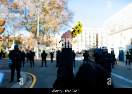 Barcelone, Espagne. 21 Dec 2018. catalan , appelée indépendantistes du RDC, tenir et fleurs jaunes en signe de paix au cours d'affrontements avec la police à l'encontre d'une réunion du gouvernement Banque D'Images