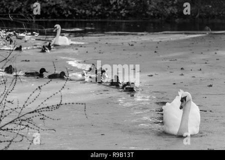 Suivez le guide - Canards forment une file d'attente ordonnée derrière un cygne blanc Banque D'Images