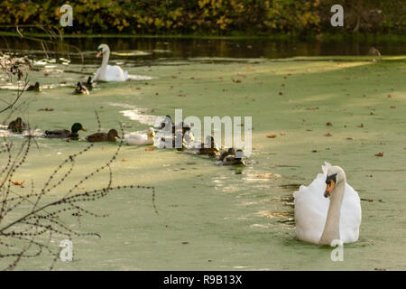 Suivez le guide - Canards forment une file d'attente ordonnée derrière un cygne blanc Banque D'Images