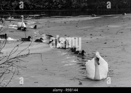 Suivez le guide - Canards forment une file d'attente ordonnée derrière un cygne blanc Banque D'Images