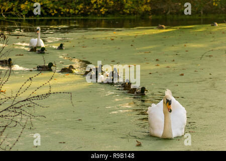 Suivez le guide - Canards forment une file d'attente ordonnée derrière un cygne blanc Banque D'Images