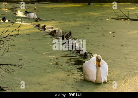 Suivez le guide - Canards forment une file d'attente ordonnée derrière un cygne blanc Banque D'Images