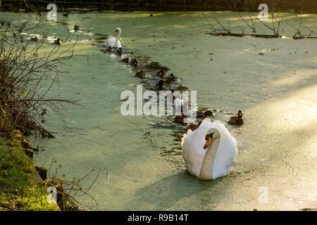 Suivez le guide - Canards forment une file d'attente ordonnée derrière un cygne blanc Banque D'Images