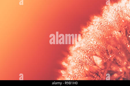 Macro photo de pissenlit moelleux en gouttes de rosée en tonifiant gradient couleur corail vivant, faible profondeur de champ Banque D'Images