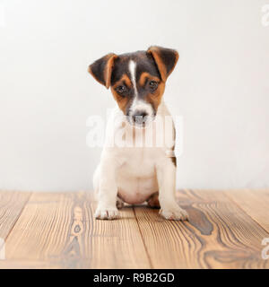 3 mois Jack Russell Terrier puppy debout sur des planches, white background, studio shot. Banque D'Images