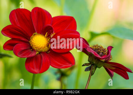 Close-up of a red Dahlia évêque d'Auckland (Dahlia) fleur sur une journée ensoleillée. Banque D'Images