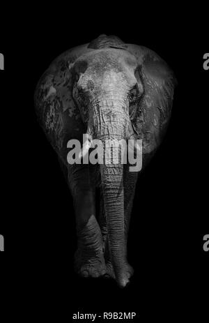 Close up of an African elephant (Loxodonta africana) en noir et blanc. Banque D'Images