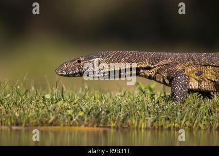 (Contrôle de l'eau) leguaan (Varanus niloticus), Zimanga Private Game Reserve, KwaZulu-Natal, Afrique du Sud Banque D'Images