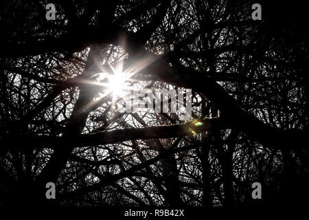 Vues d'arbres forestiers à pied et des sentiers en hiver au Royaume-Uni Banque D'Images