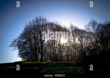 Vues d'arbres forestiers à pied et des sentiers en hiver au Royaume-Uni Banque D'Images