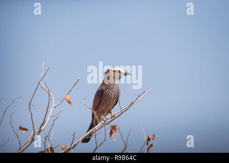 (Coracias naevius rouleau violet) oiseau perché ou perché sur une branche d'arbre against a blue sky background with copy space Banque D'Images