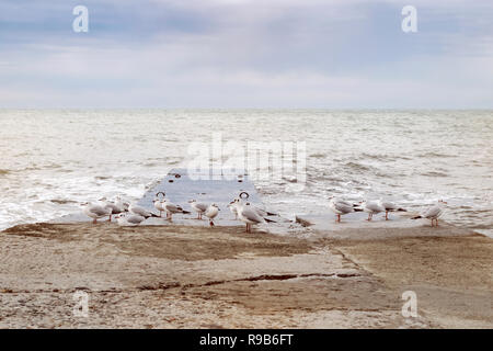 Un groupe de mouettes s'assied sur un brise-lames humides après le coucher du soleil sur la mer Banque D'Images