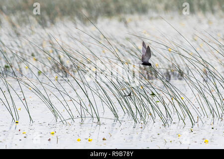 Vol de sternes noires au-dessus de la minuscule réserve provinciale de faune de Marsh, en Ontario, au Canada Banque D'Images