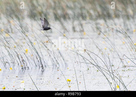 Vol de sternes noires au-dessus de la minuscule réserve provinciale de faune de Marsh, en Ontario, au Canada Banque D'Images