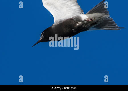 Gros plan du vol de la sterne noire au-dessus de la minuscule réserve provinciale de faune de Marsh en Ontario, Canada Banque D'Images