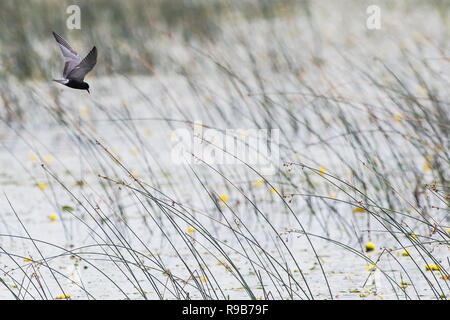 Vol de sternes noires au-dessus de la minuscule réserve provinciale de faune de Marsh, en Ontario, au Canada Banque D'Images